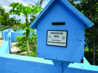 blue iguana box