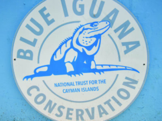 blue iguana conservation sign