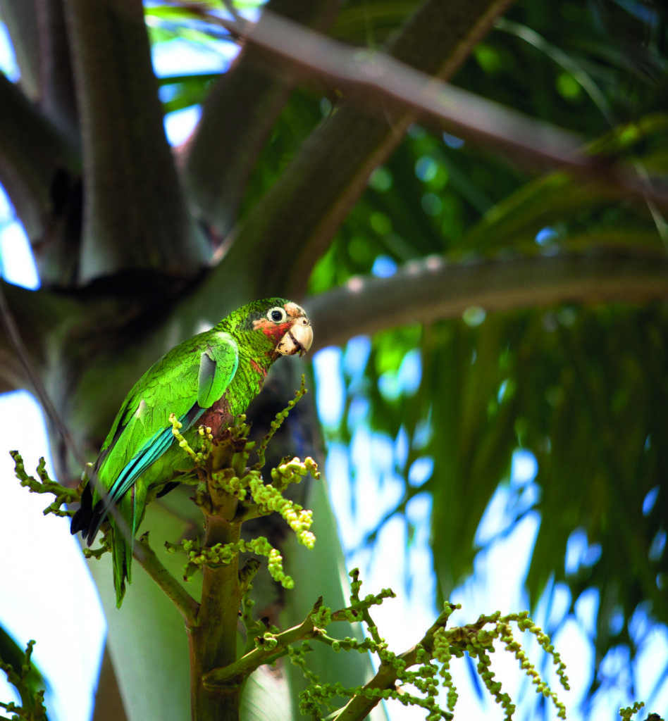 The Queen Elizabeth II Botanic Park