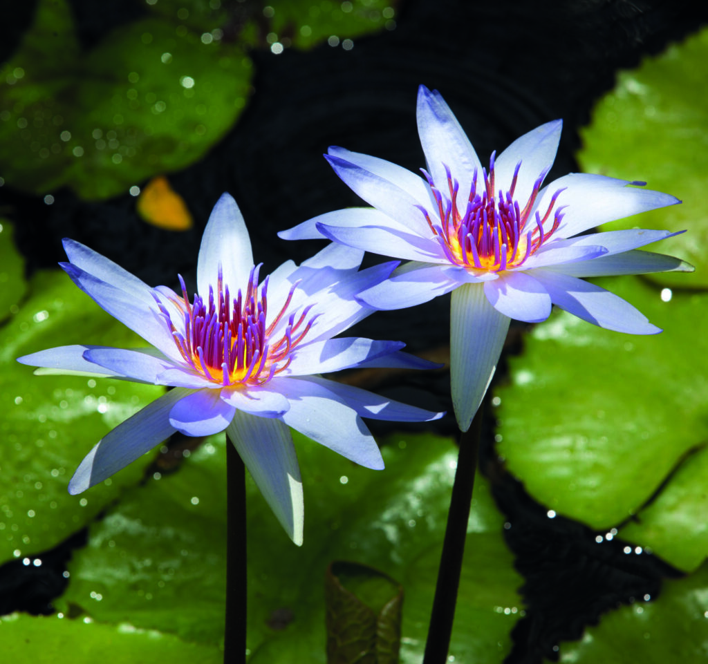 The Queen Elizabeth II Botanic Park