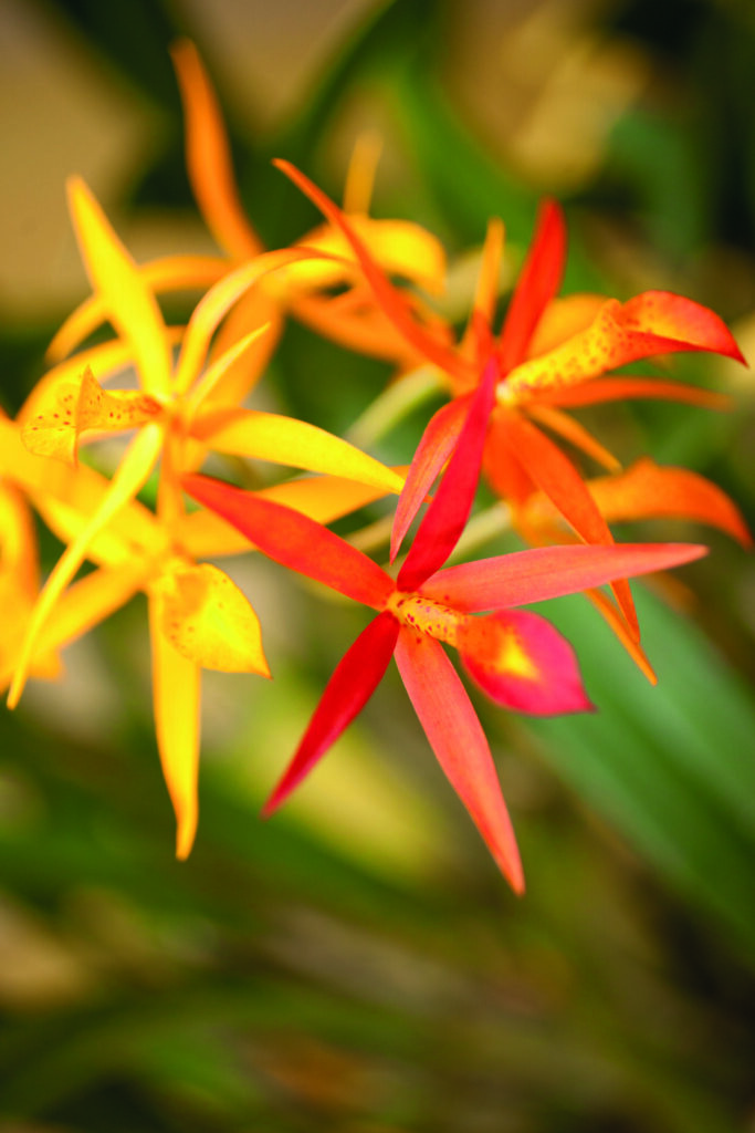 The Queen Elizabeth II Botanic Park