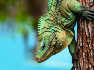blue iguana on tree