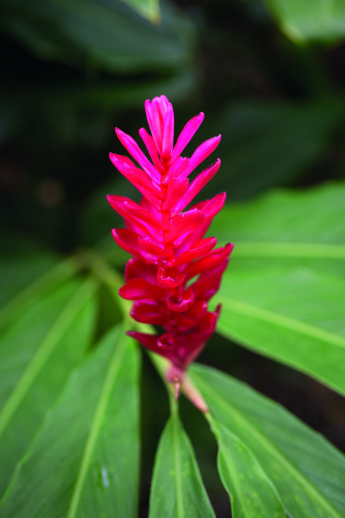 The Queen Elizabeth II Botanic Park