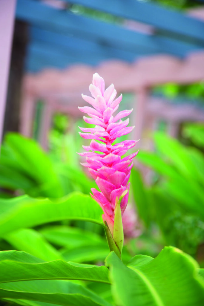 The Queen Elizabeth II Botanic Park flower
