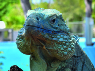 blue iguana portrait