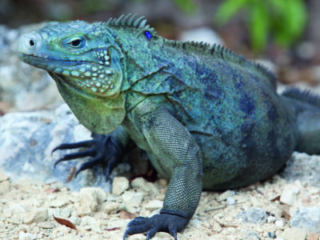blue iguana full