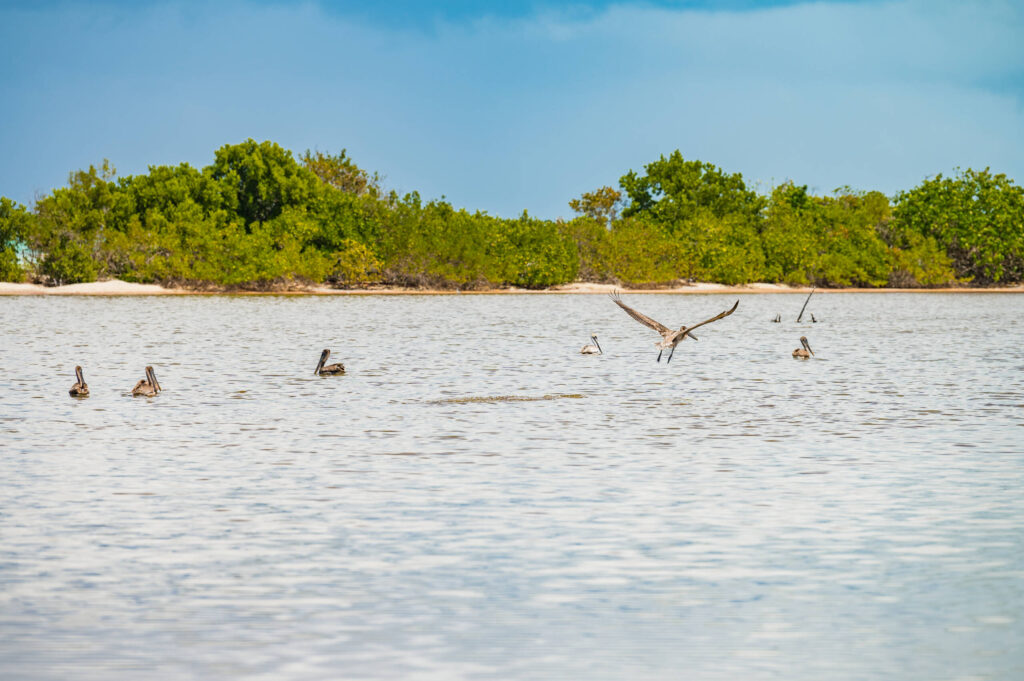 Brown pelicans congregate in the mangrove fringed waters off Barkers. - Photo: Taneos Ramsay